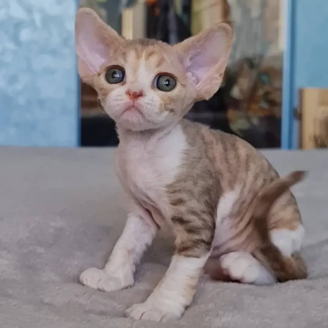 Sophie - Devon Rex Kitten